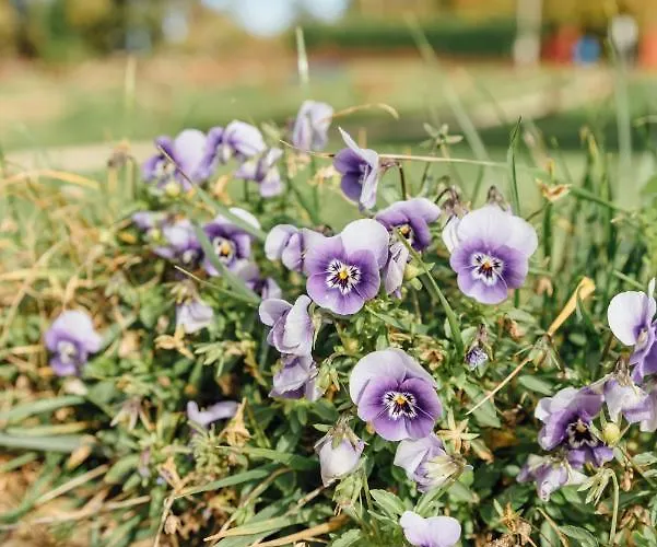 Turístico La Alegría De La Huerta Casa de Férias